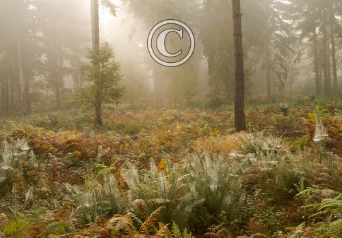 Trees in the Mist 2 DM0373